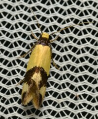 Opogona comptella