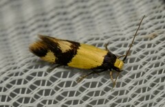 Opogona comptella