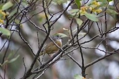 Pachycephala olivacea