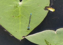 Austroagrion