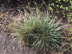 Festuca idahoensis