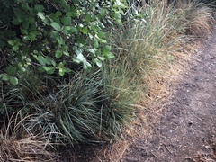 Festuca idahoensis