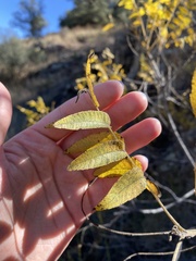 Juglans major