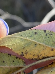 Juglans major