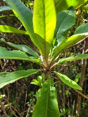 Brachyglottis hectorii