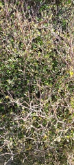 Corokia cotoneaster