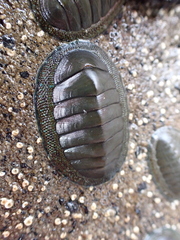 Chiton glaucus
