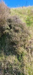 Corokia cotoneaster