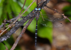 Austroaeschna eungella
