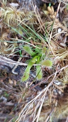 Drosera stenopetala