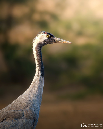 Common Crane (Grus grus), photo 8