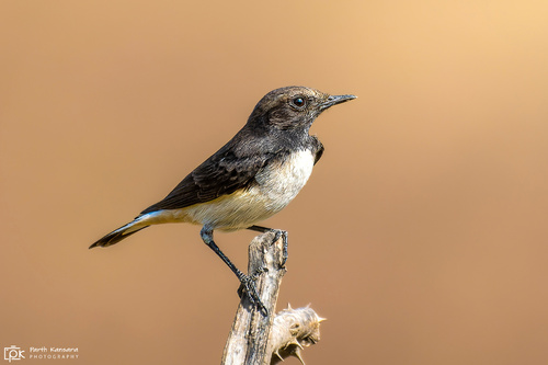 Variable Wheatear (Oenanthe picata), photo 4