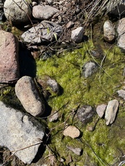 Charophyta