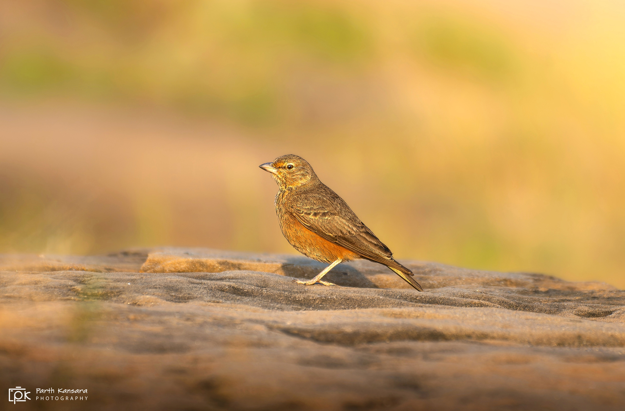 Rufous-tailed Lark illustration
