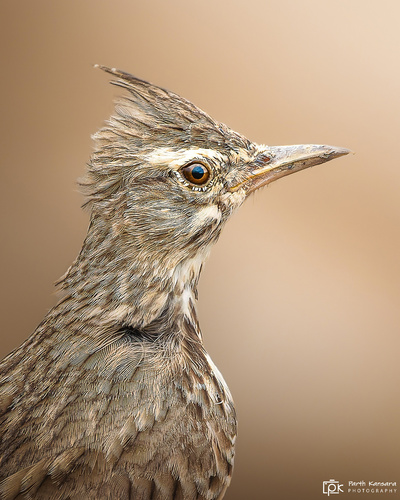 Crested Lark