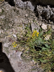Brassicaceae