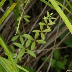 Galium obtusum