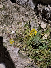 Brassicaceae