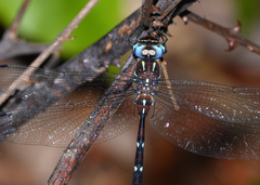 Austroaeschna eungella