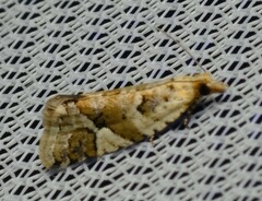 Euphona euphona