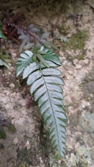 Dryopteris varia
