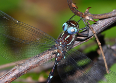 Austroaeschna eungella