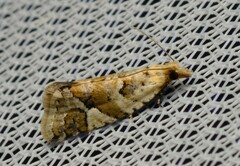 Euphona euphona
