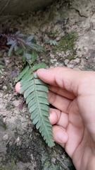 Dryopteris varia