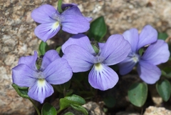 Viola argenteria