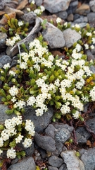 Kelleria dieffenbachii