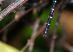 Austroaeschna eungella