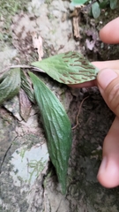 Antrophyum formosanum