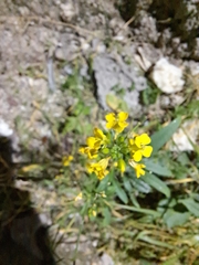 Brassicaceae