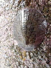Cellana radians