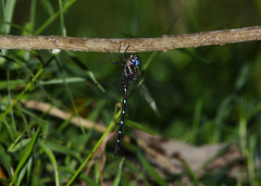 Austroaeschna eungella