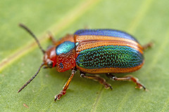 Calomela curtisi