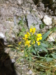Brassicaceae