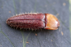 Hapatesus kershawi