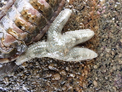 Allostichaster polyplax