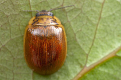 Paropsisterna nucea