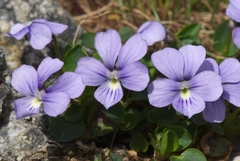 Viola argenteria