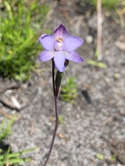 Thelymitra peniculata