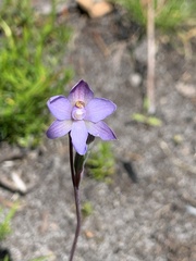 Thelymitra peniculata