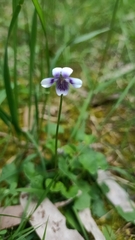 Viola eminens