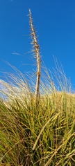 Aciphylla aurea