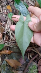 Dioscorea transversa