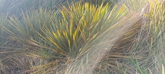 Aciphylla aurea