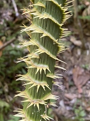 Calamus moti