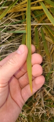 Aciphylla aurea