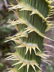 Calamus moti